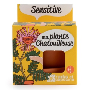 Kit terre cuite - mimosa sensitive