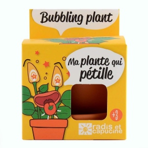 Kit terre cuite - plante qui pétille