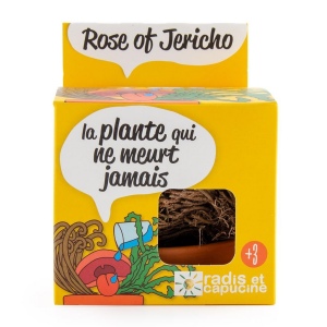 Kit terre cuite - plante éternelle - rose de jericho