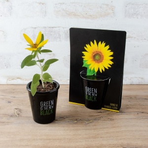 Pot black "green is the new black" - tournesol