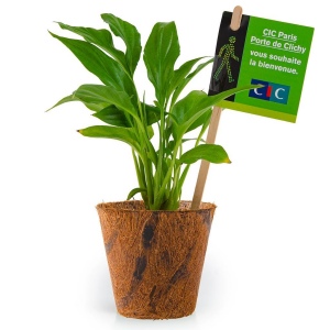 SPATHIPHYLLUM EN POT FIBRES DE COCO BIO