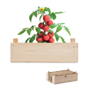 TOMATO - Graines de tomates dans caissette