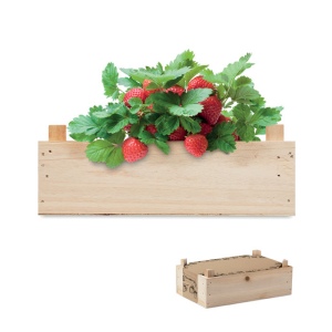 STRAWBERRY - Graines de fraises dans une cai