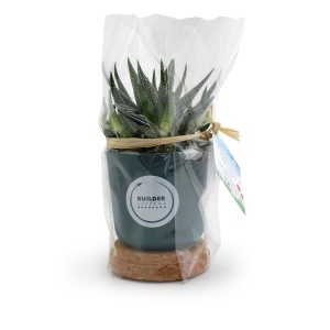 Plante pot bambou liège