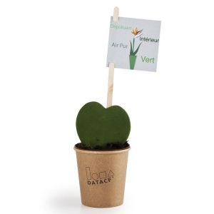Plante coeur en pot gobelet carton - Hoya
