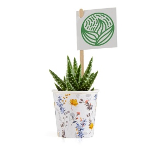 Pot liberty et sa plante grasse