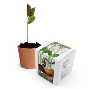 Kit de plantation graine gravée