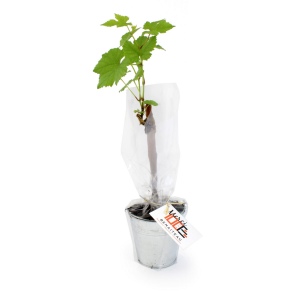 Plant d'arbre vigne