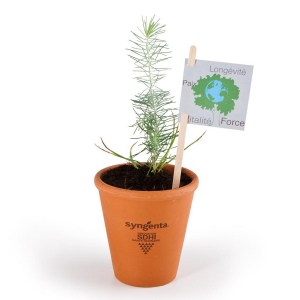 Plant d'arbre Pin Maritime en pot - Je plante un résineux - Planter pour agir