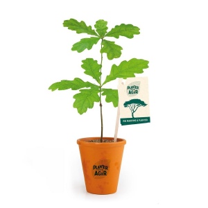 PLANT DE CHENE EN POT TERRE CUITE PLANTER POUR AGIR
