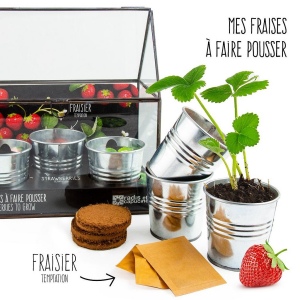 CHASSIS ZINC 3 POTS FRAISIERS BIO