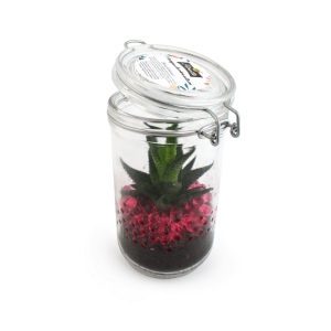 Plante grand bocal