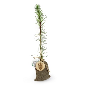Plant d'arbre en pochon - Résineux