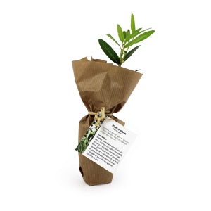 Mini plant d'arbre pot fibre de bois