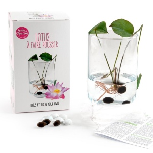 Coffret de culture du Lotus