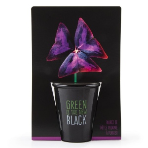 POT BLACK "GREEN IS THE NEW BLACK" - TRÈFLE POURPRE