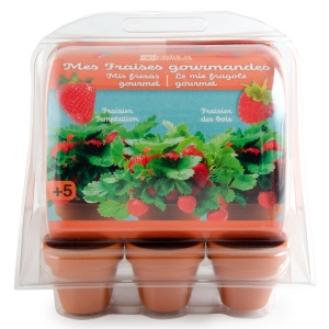 Serre en PET 6 pots - Fraisiers
