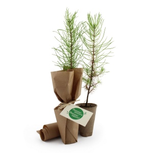 Arbre pot fibre de bois résineux