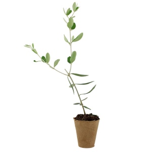 Arbre pot fibre de bois feuillus