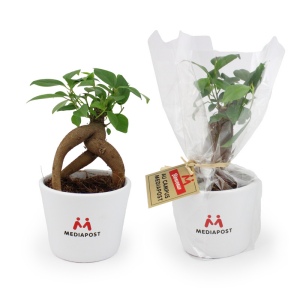 Ficus Ginseng Medium