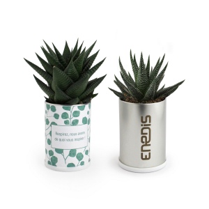 Canette plante alu