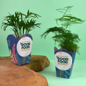 Plante pot pop corn