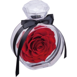 Rose conservée MARCELLA