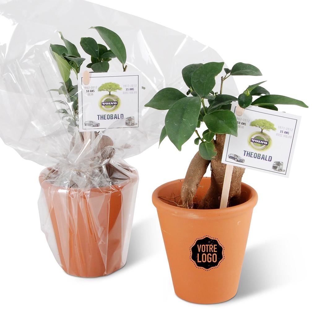 Bonsai en pot terre Ficus ginseng Publicitaire à personnaliser Smart Goodies