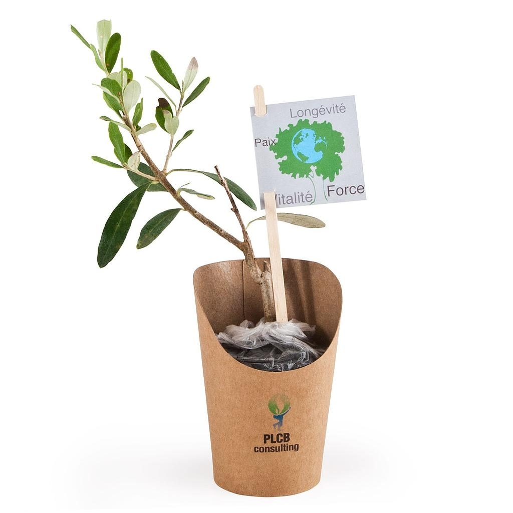 PLANT D'OLIVIER EN POT WRAP KRAFT