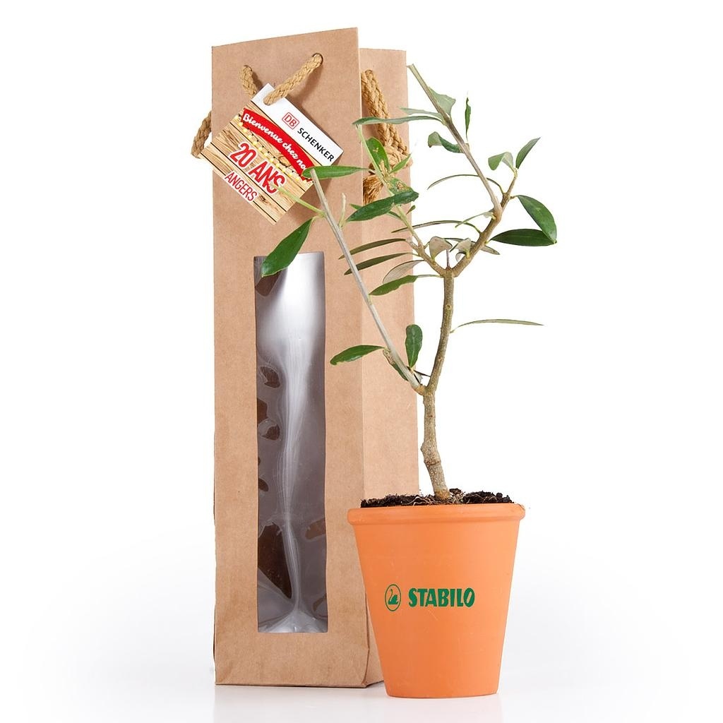 PLANT D'OLIVIER EN POT TERRE ET SAC KRAFT