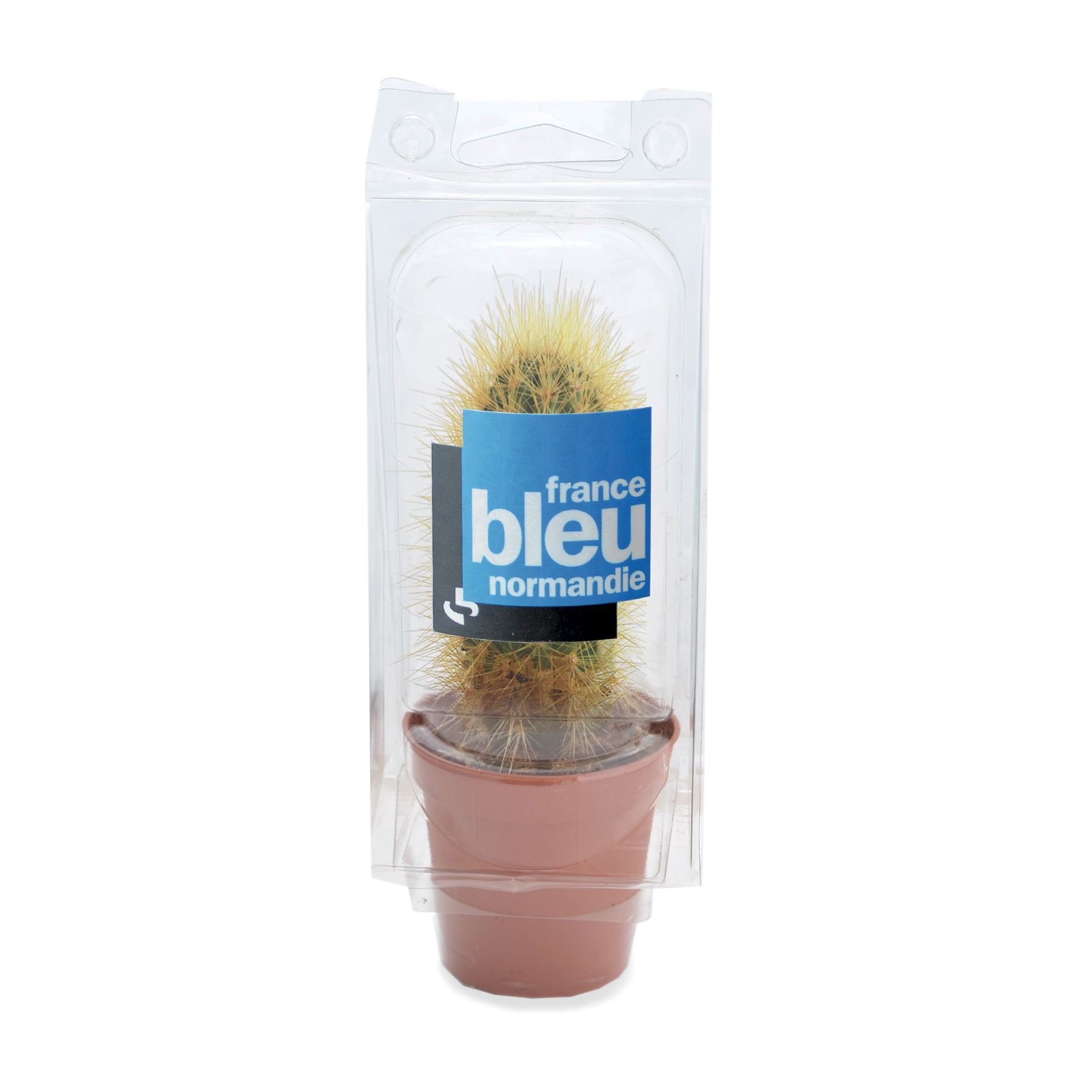 Mini serre cactus