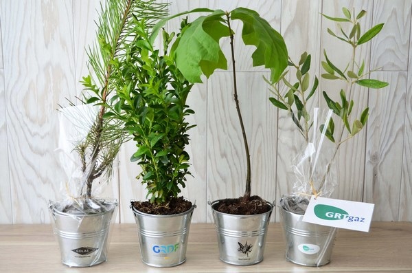 Plant d'arbre pot zinc Ø8 cm - Résineux
