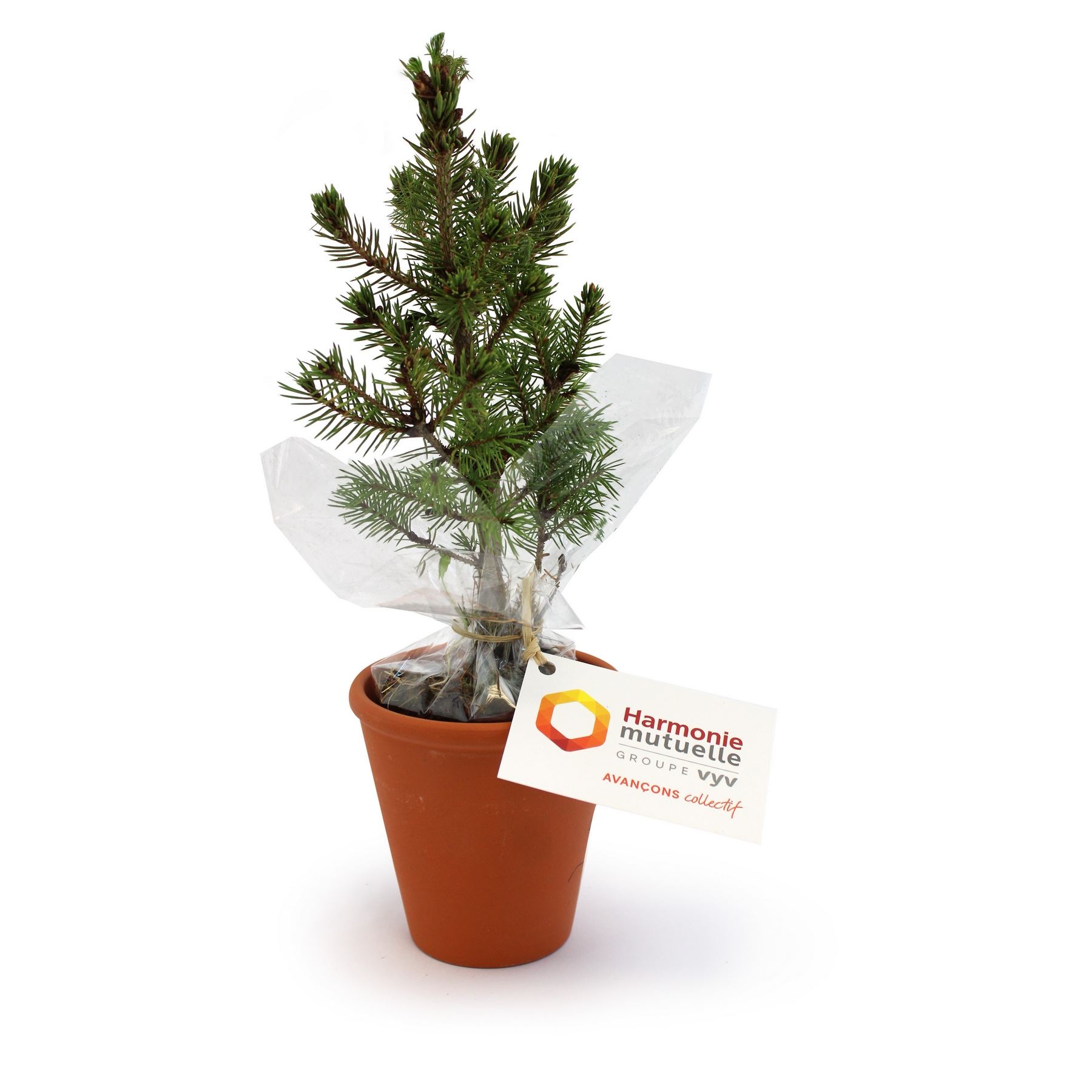 Plant d'arbre pot terre cuite Ø10 cm - Résineux