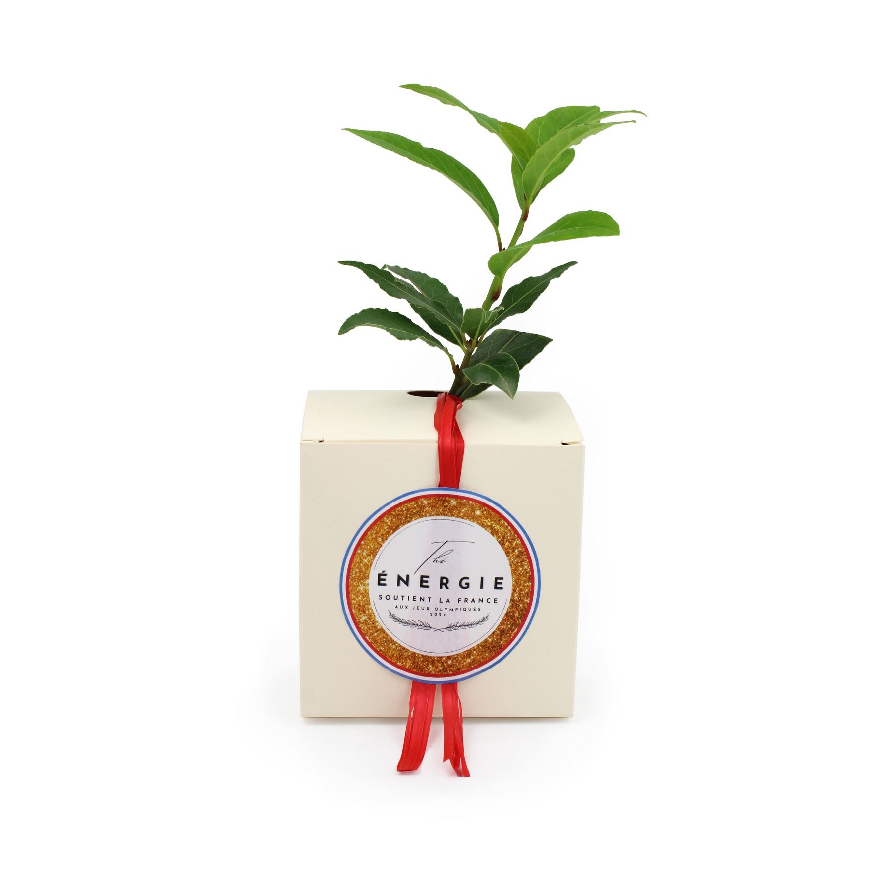 Cube Arbre Prestiges