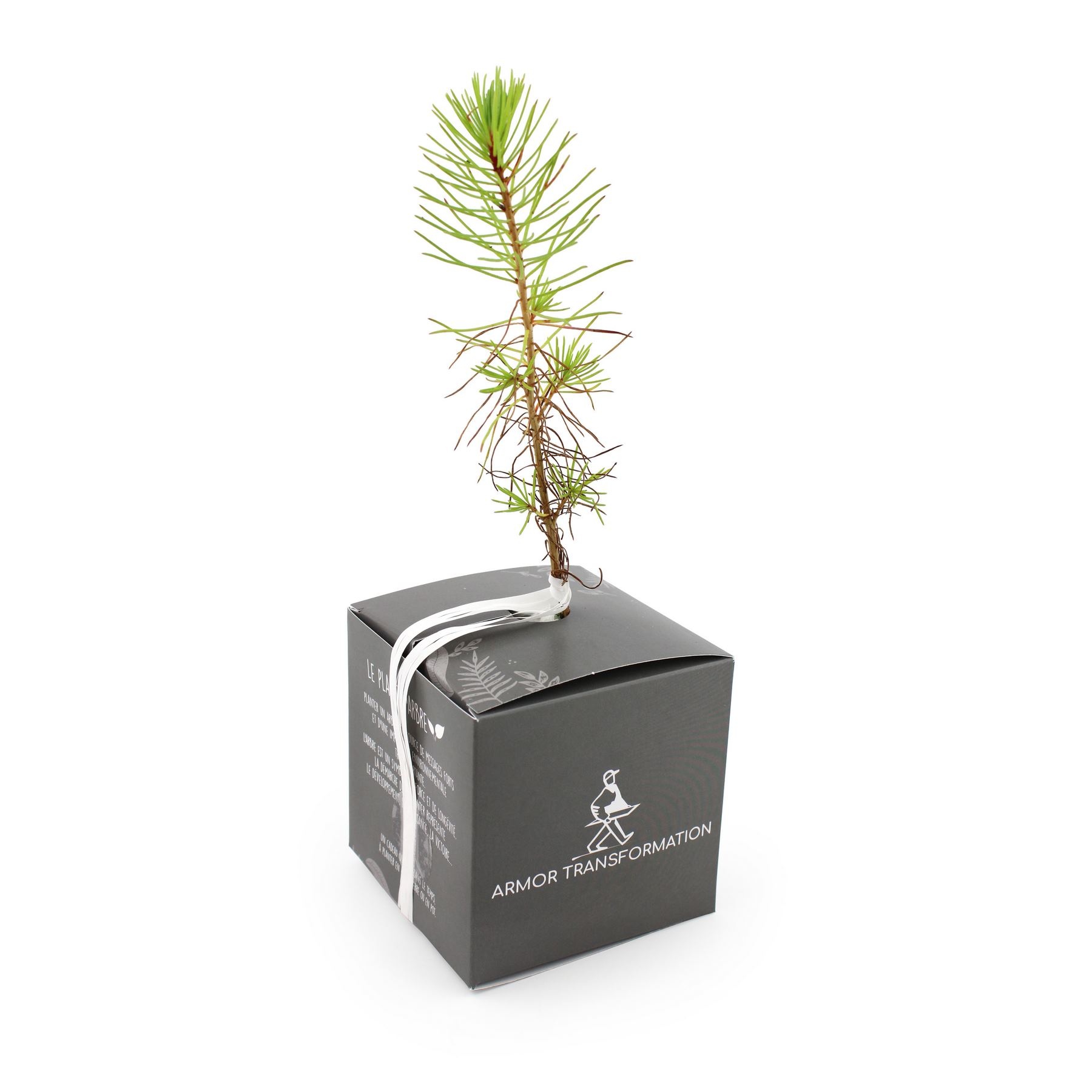 Cube Arbre Résineux
