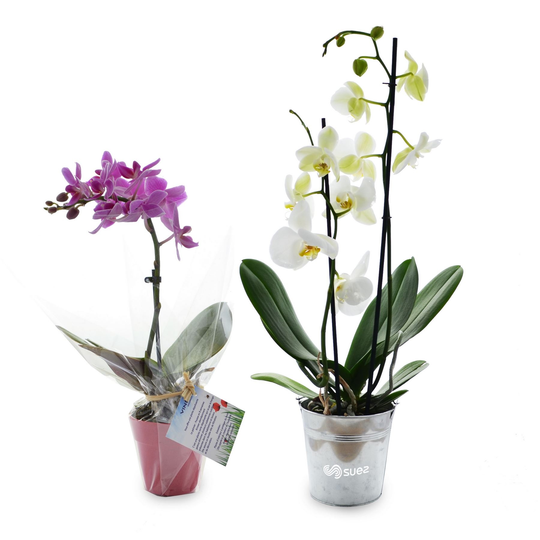 Petite orchidée
