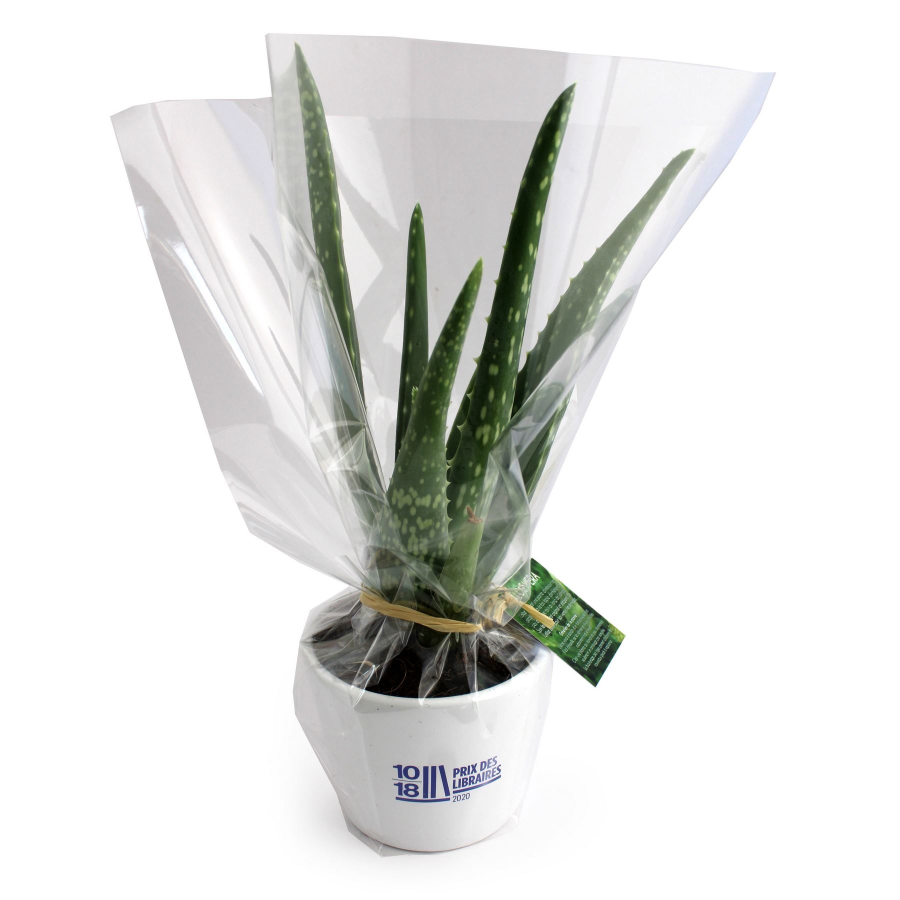 Aloe vera en pot céramique 9cm