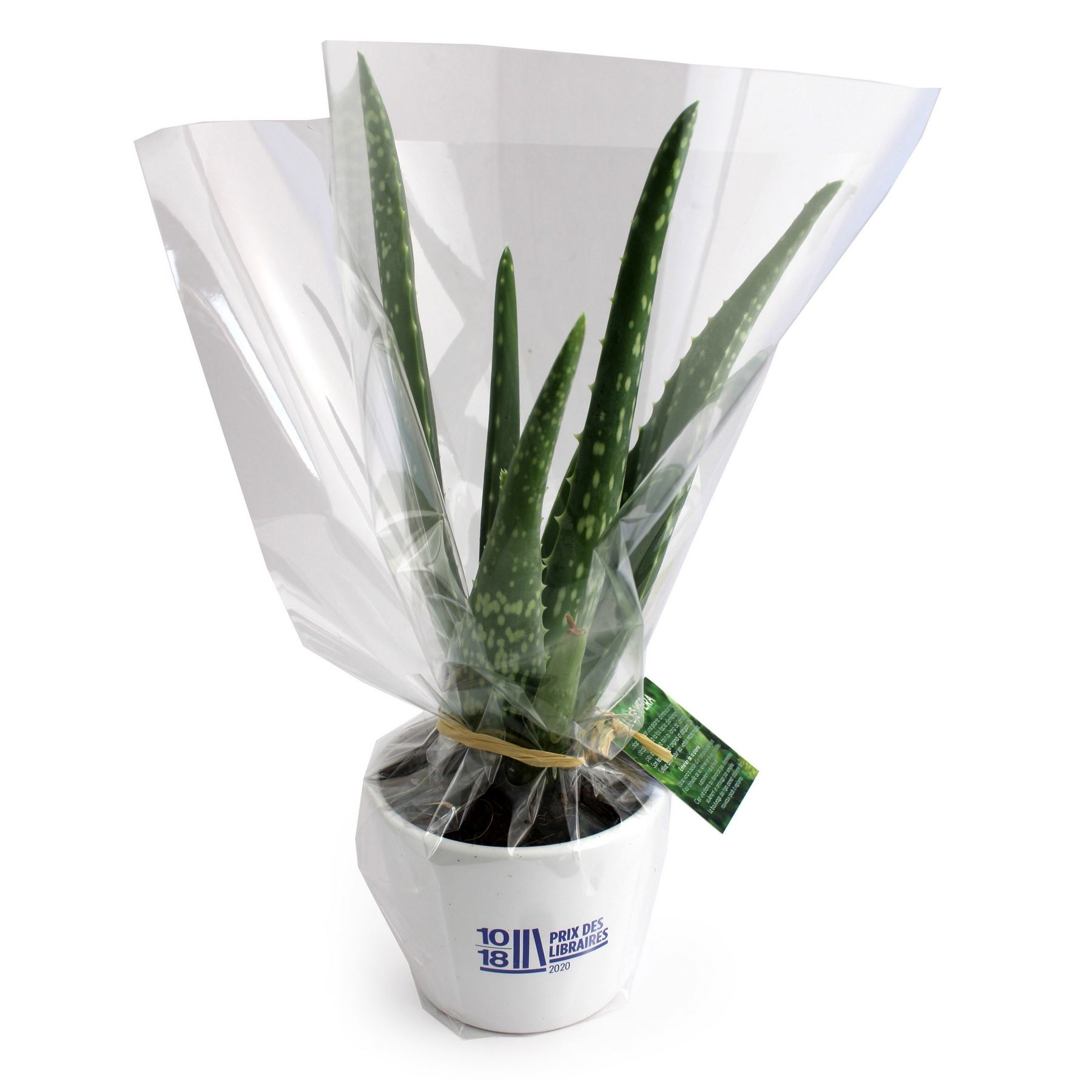 Aloé Vera pot Ø9cm