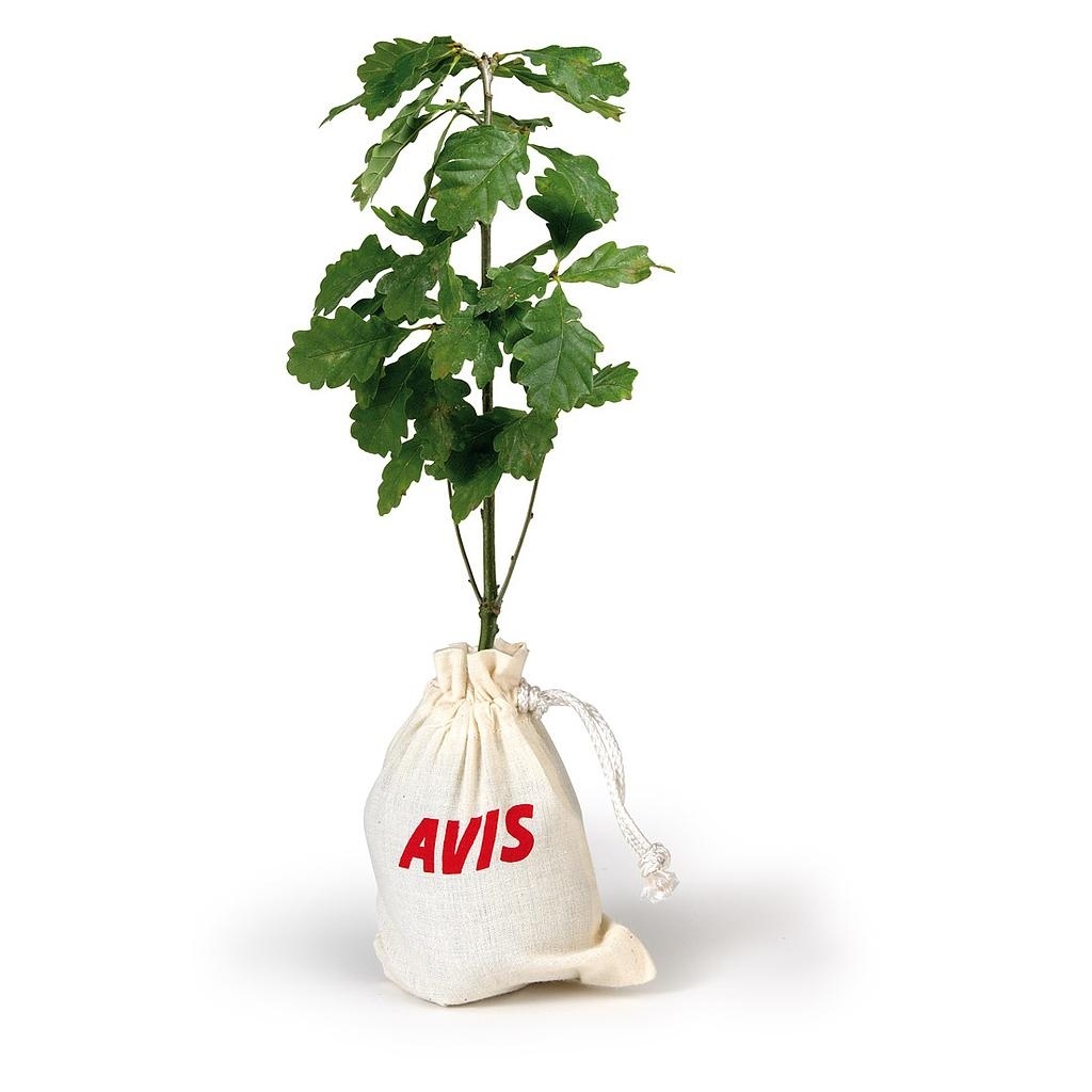 Petit arbre en sac de coton - CHENE