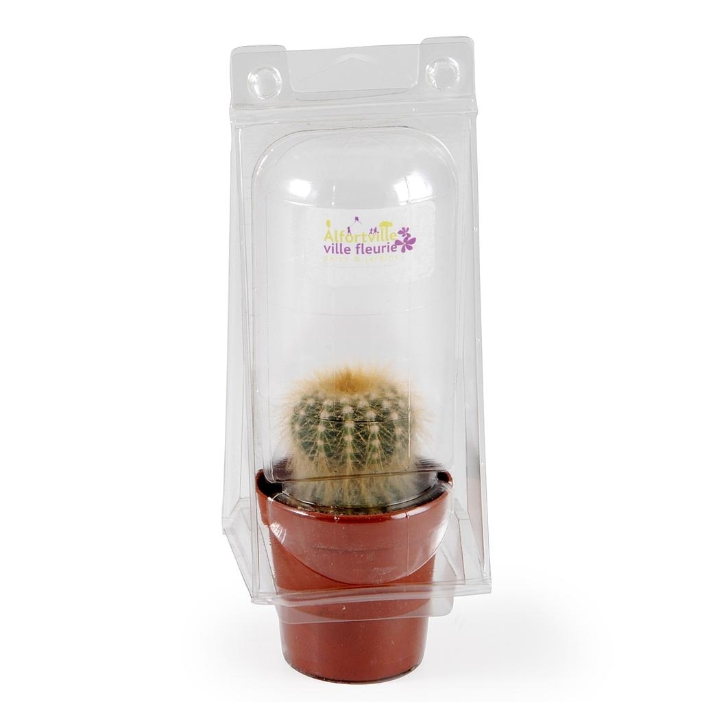 Cactus en serre - Cactus
