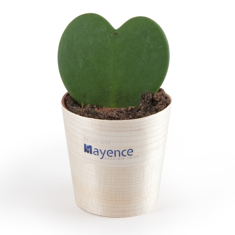 Plante coeur en pot bois - Hoya
