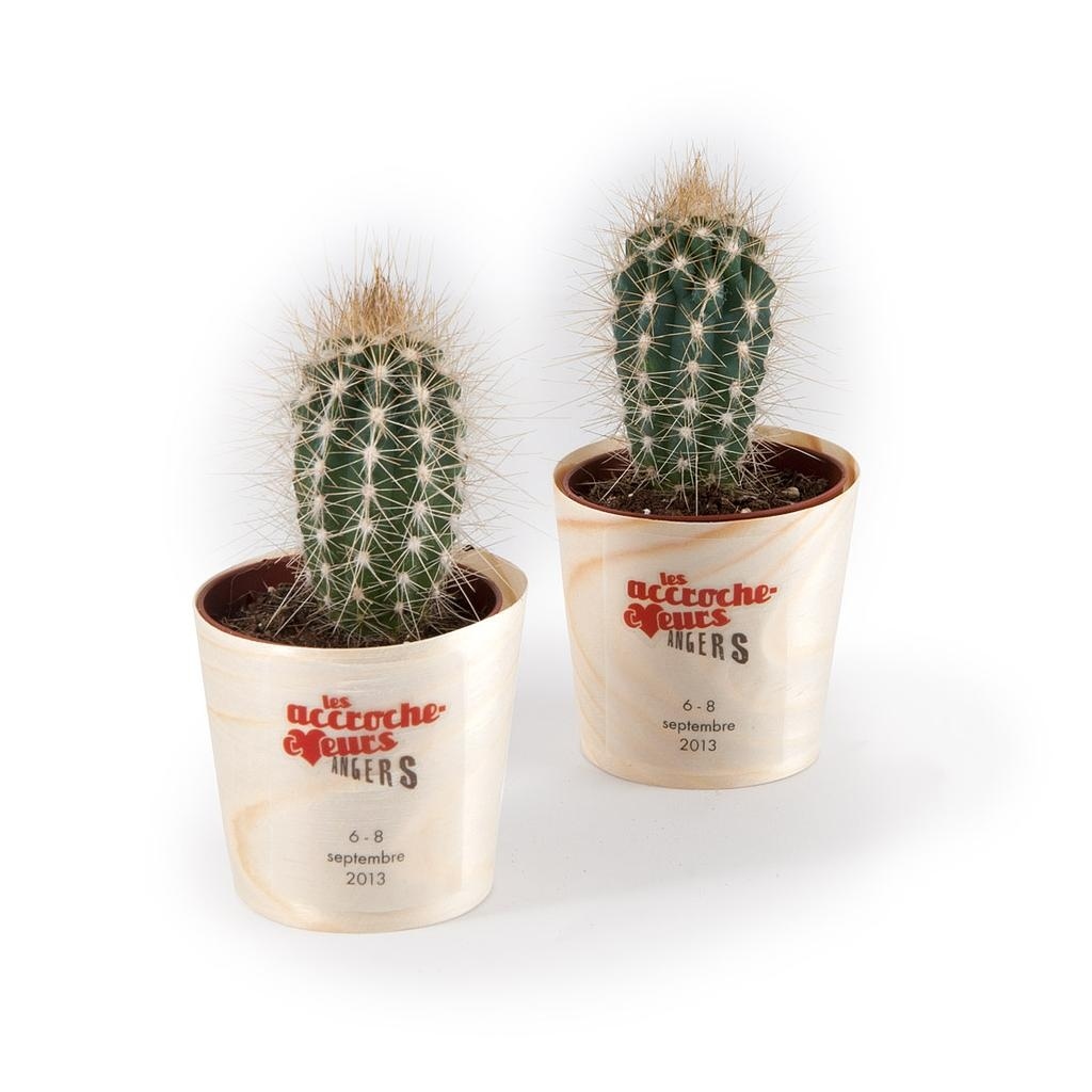 Cactus en pot bois - Cactus