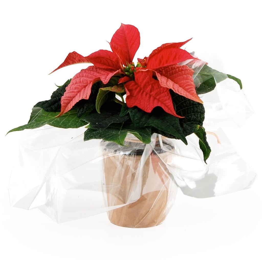 Plante de Noel en pot wrap - Poinsettia
