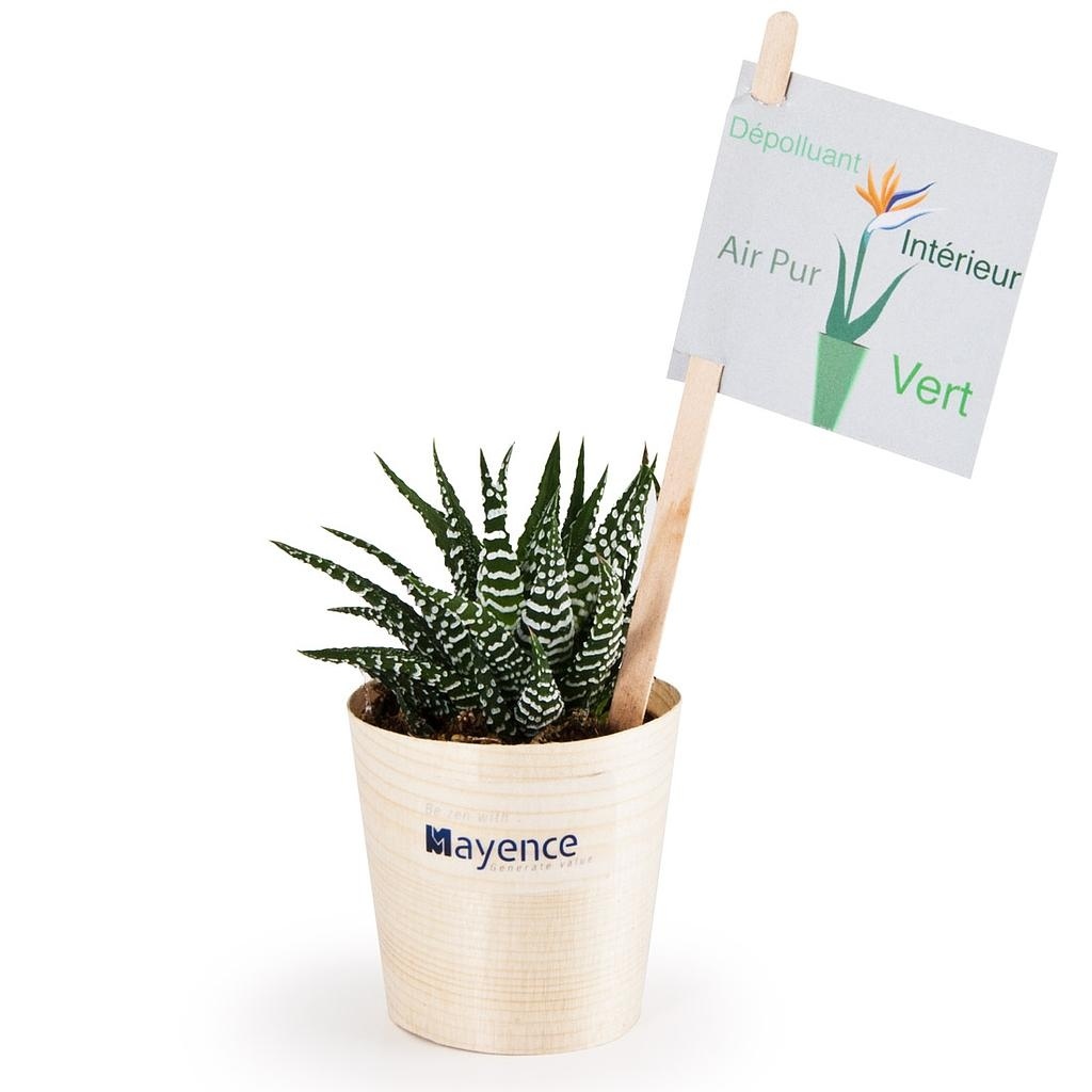 Haworthia en feuille bois de hêtre