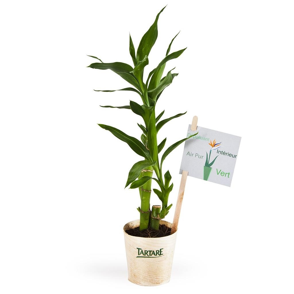 Bambou en pot bois - Lucky bamboo