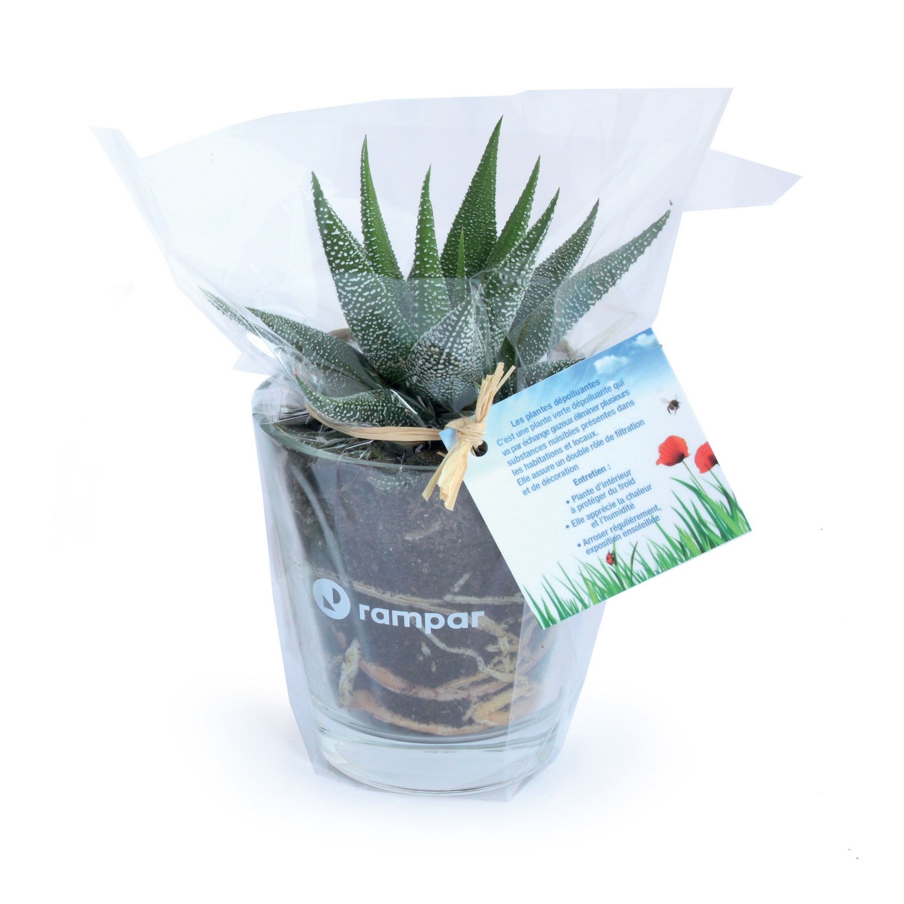 Plante vase