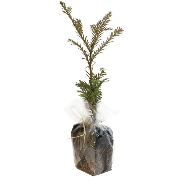 Plant d'arbre dans un sac papier graines - Résineux