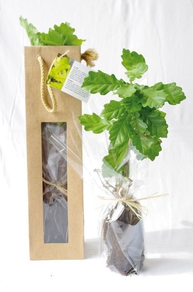 Plant d'arbre dans un sac papier graines  - Feuillus