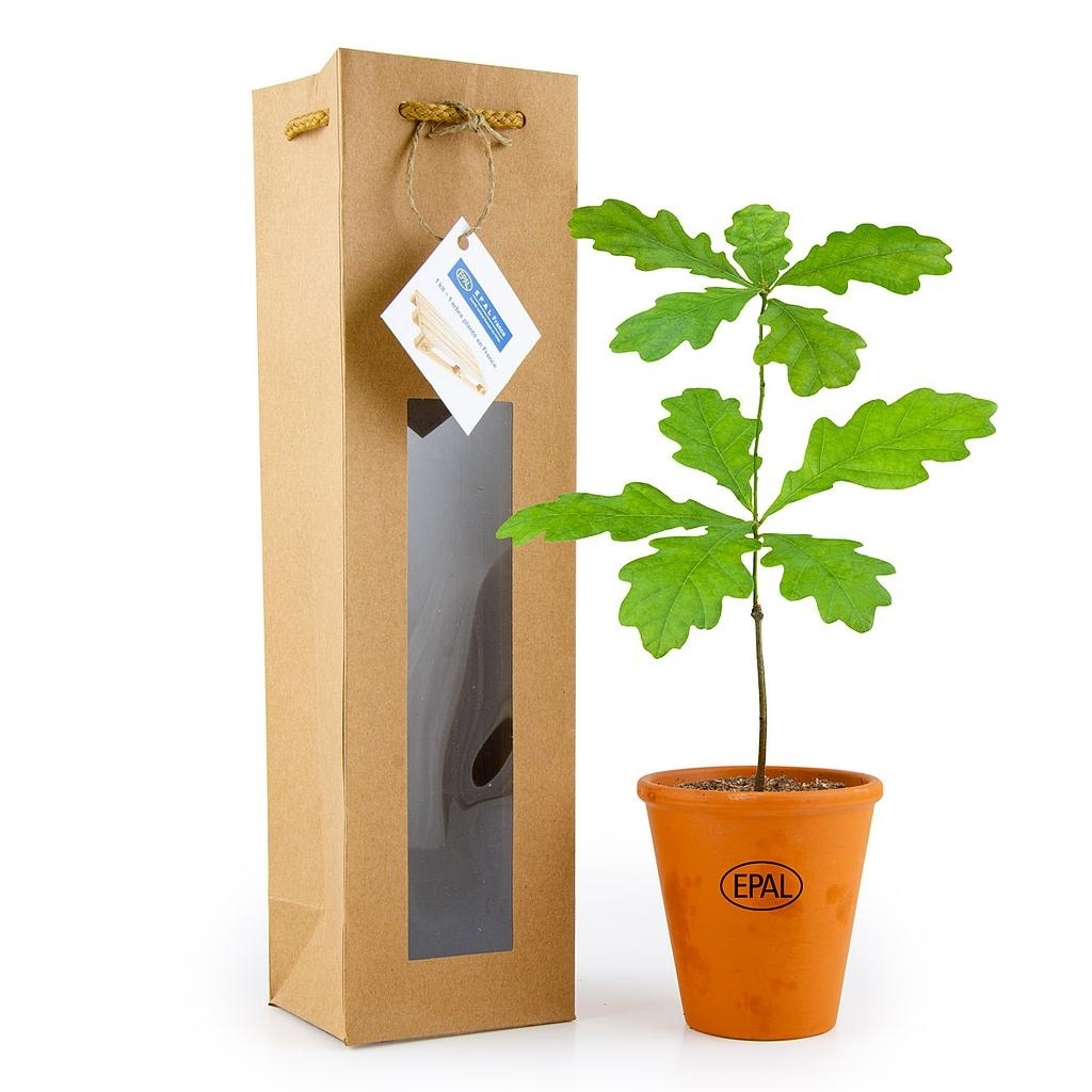 Petit arbre en pot terre et sac prestige - CHENE