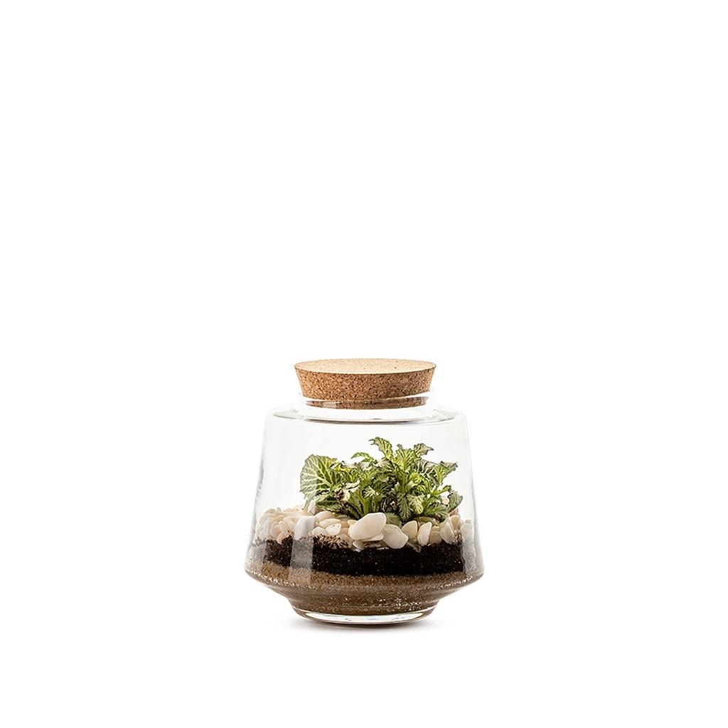 Terrarium bouchon liège - Grossiste fleuriste décoration tendance